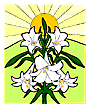 Easter lily